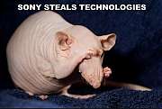 SONY_SUCKS_SONY_PICTURES_IS_FULL_OF_RATS_SILICON_VALLEY_SEX_CULT_v1~0.jpg