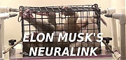 ELON-MUSK-MONKEY-TESTING-WITH-BRAIN-DEVICES-Elon-Musk-Corruption-And-Crappy-Engineering-Make-Tesla-Cars-So-Unsafe-.png